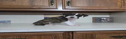 Boxer dogs for sale: Dallas - Ad 3