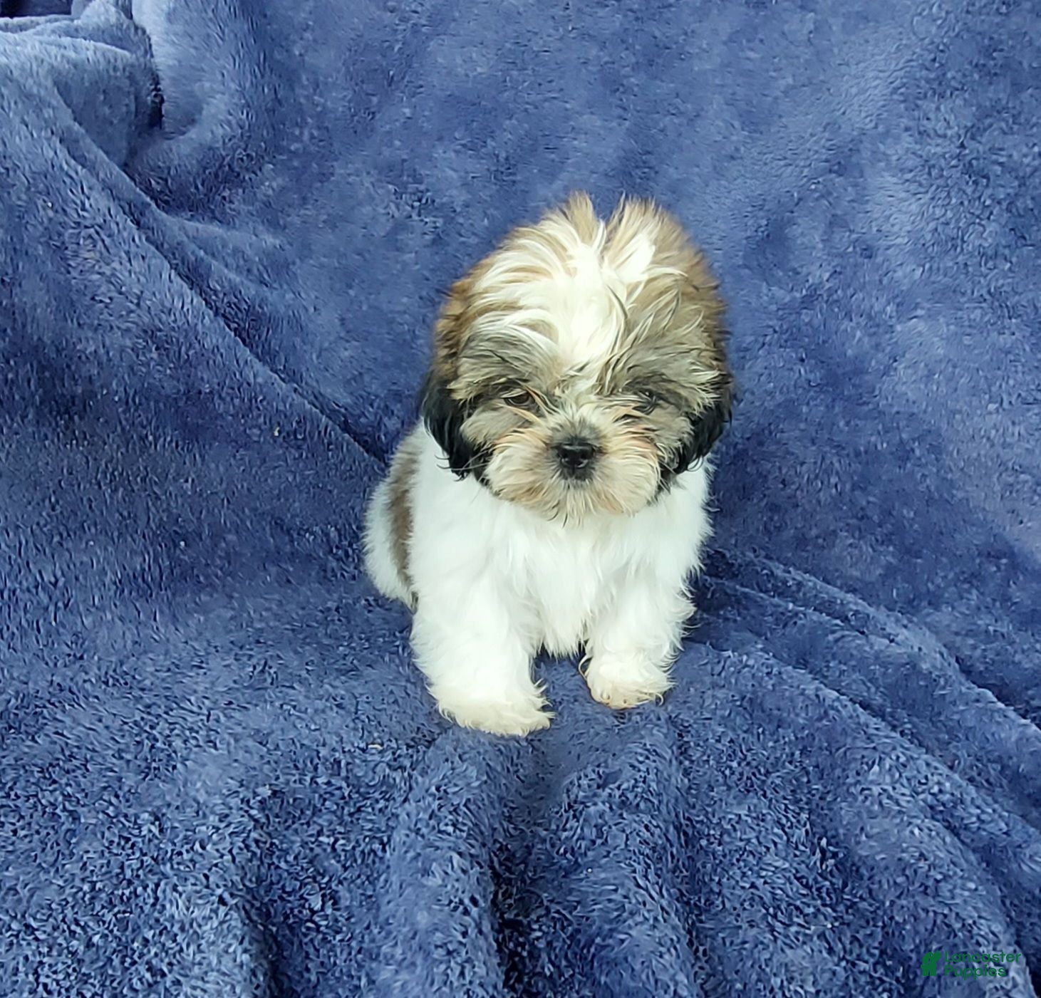 Shih Tzu dogs Willy - Ad 1