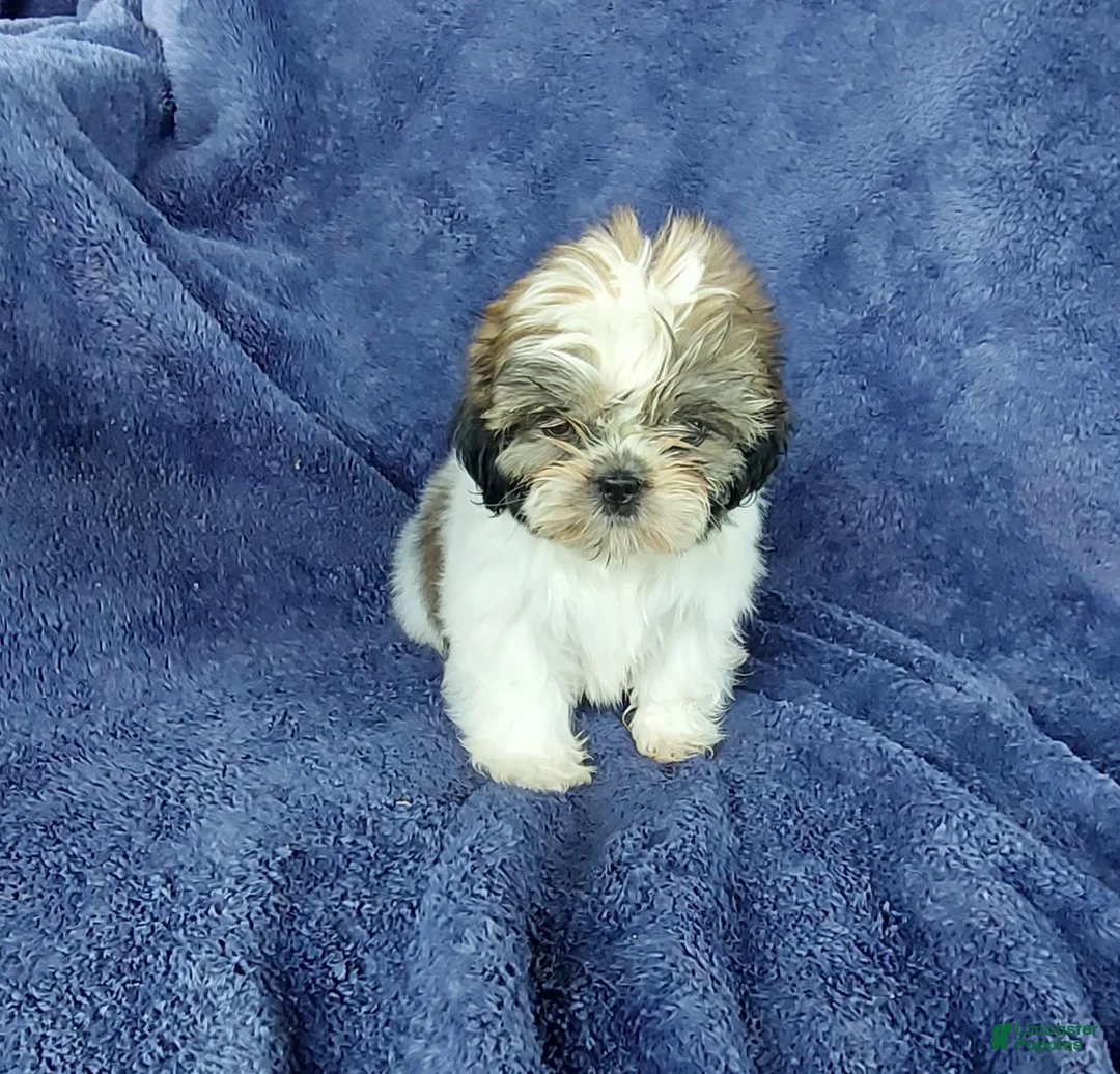 Shih Tzu dogs for sale: Willy - Ad 1