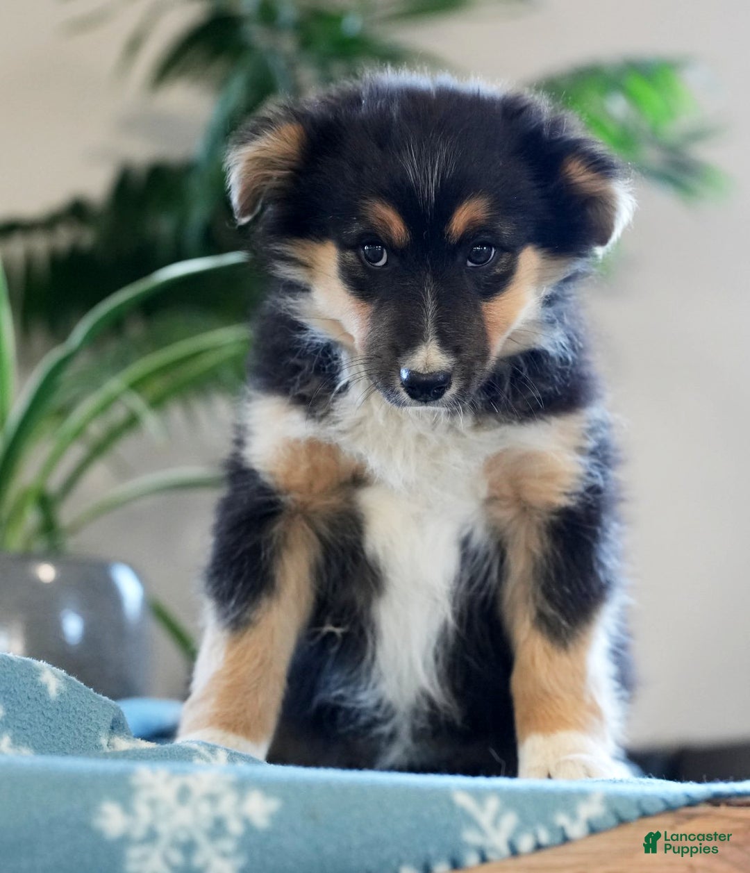 Australian Shepherd dogs for sale: Shelly - Ad 3