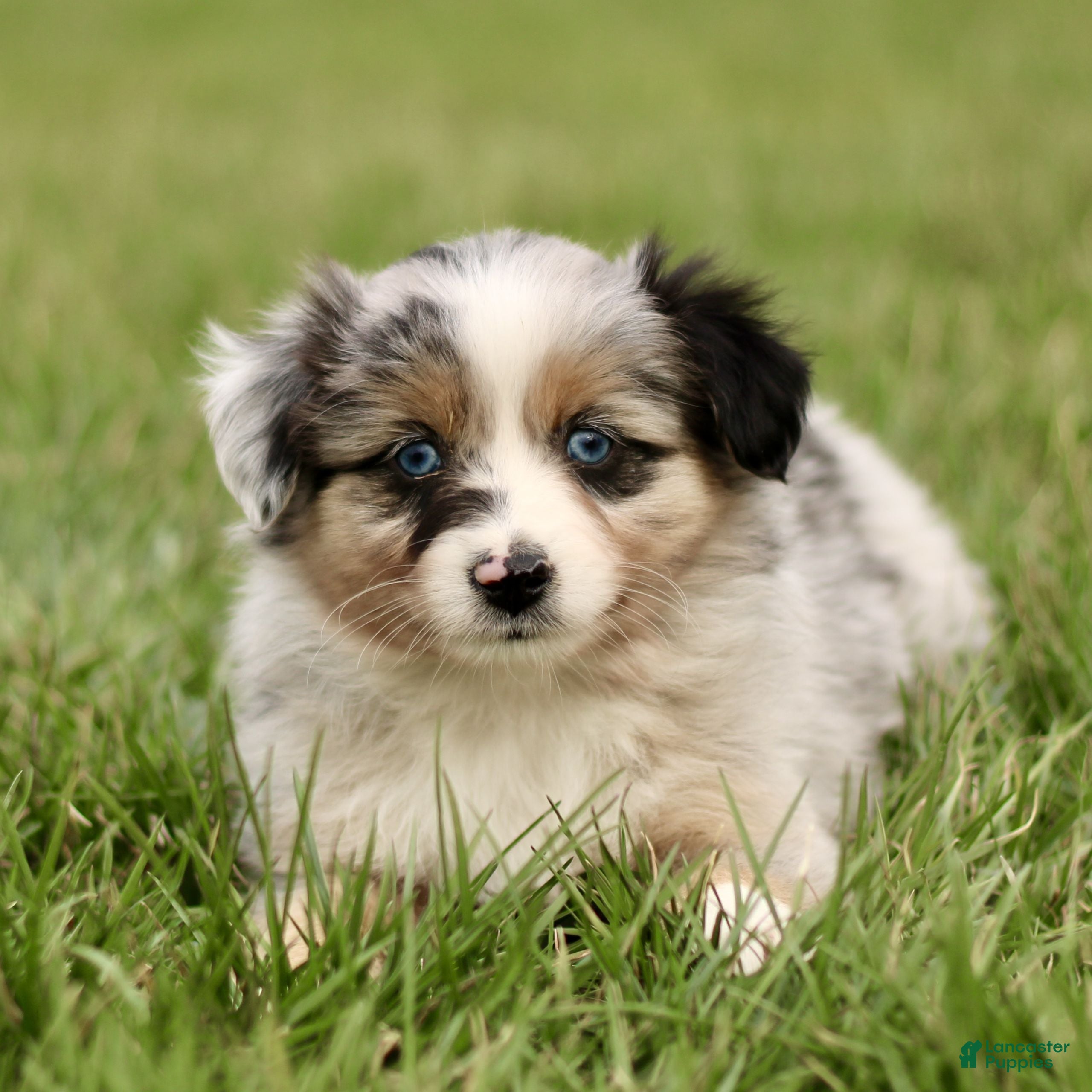 Miniature Australian Shepherd dogs Trisha  - Ad 1