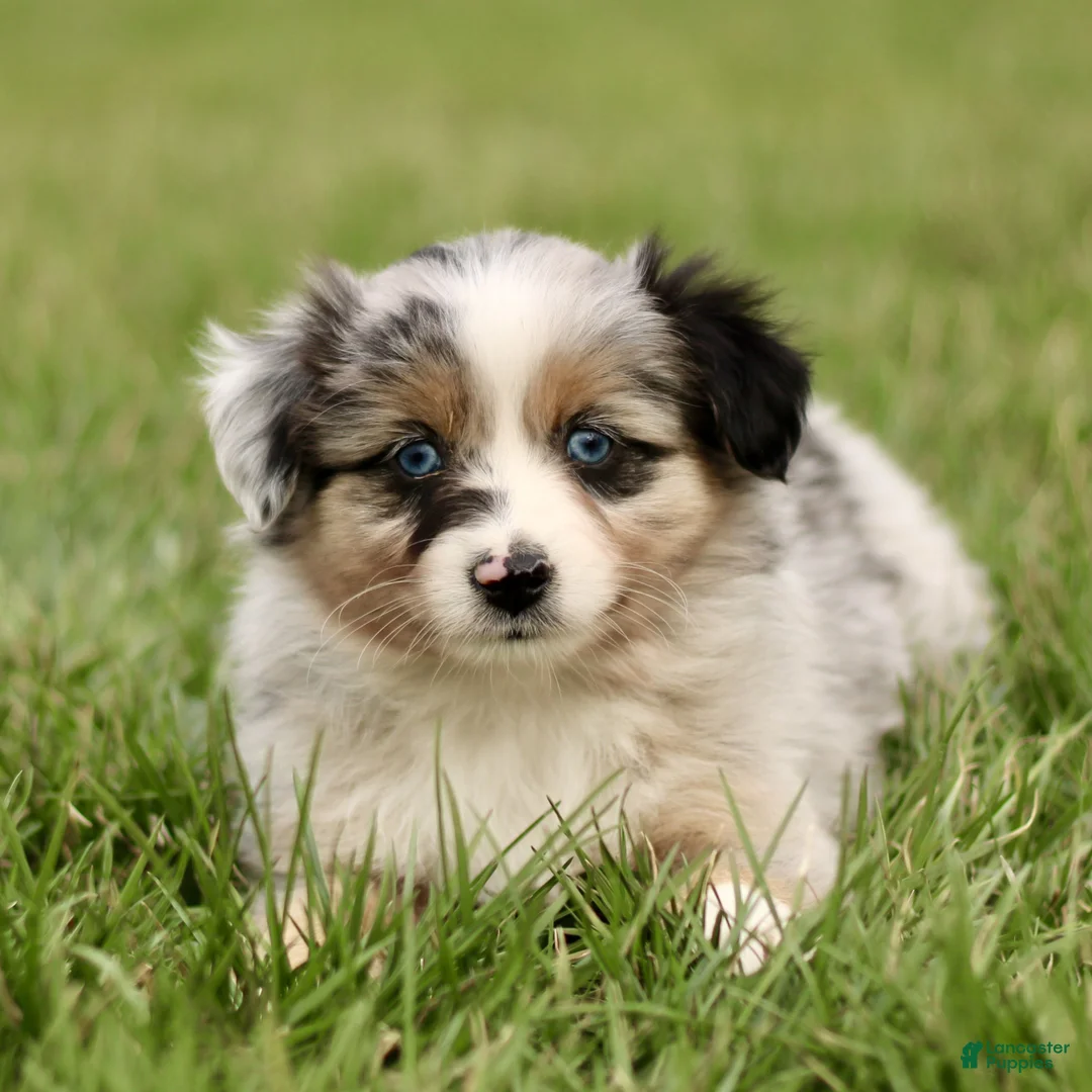 Miniature Australian Shepherd dogs for sale: Trisha  - Ad 1
