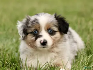 Miniature Australian Shepherd dogs for sale: Trisha - Ad 4