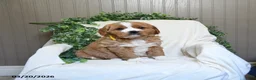 Miniature Golden Retriever dogs for sale: Jordan - Ad 3