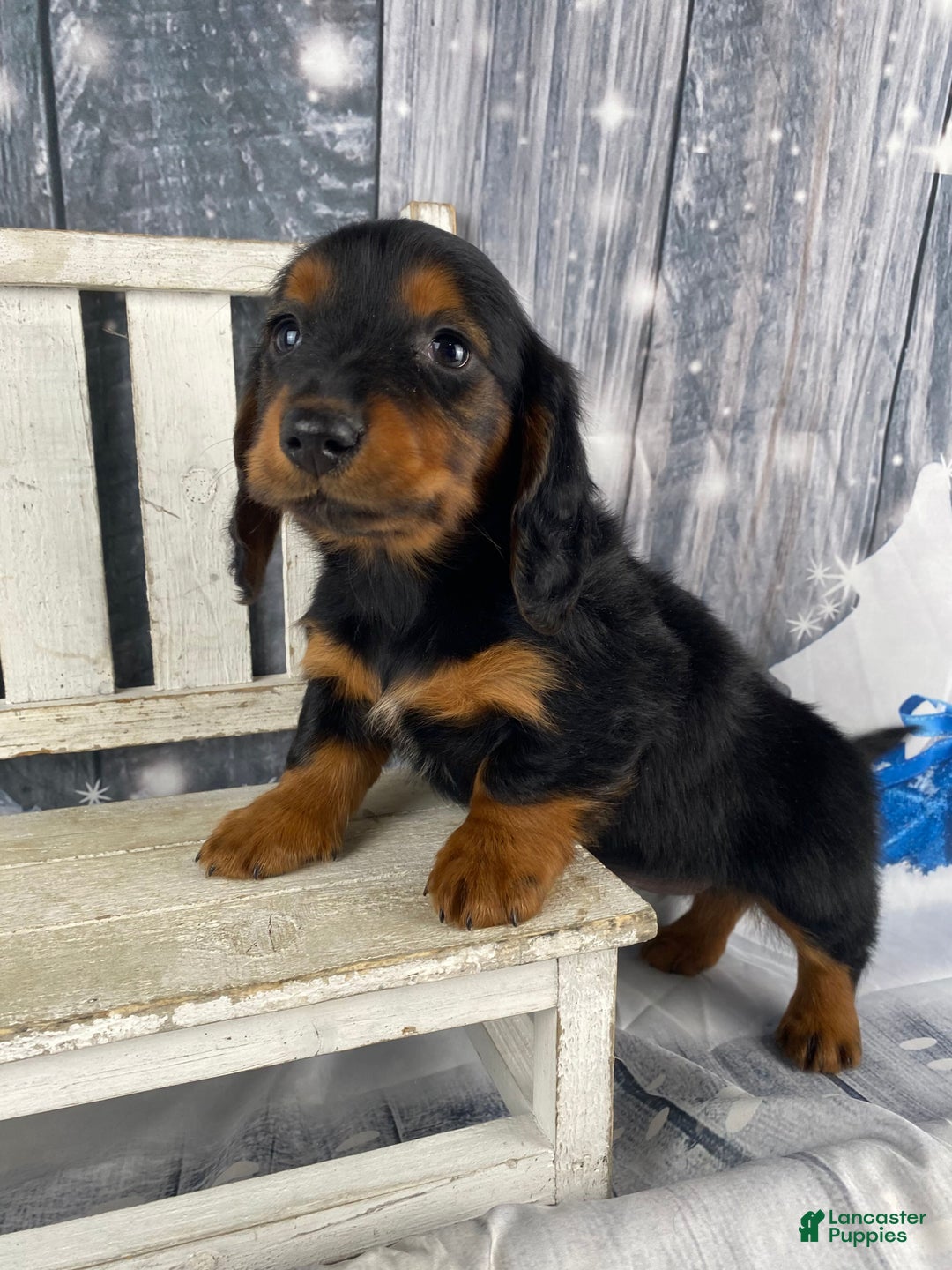 Miniature Dachshund dogs for sale: Tiffany - Ad 3