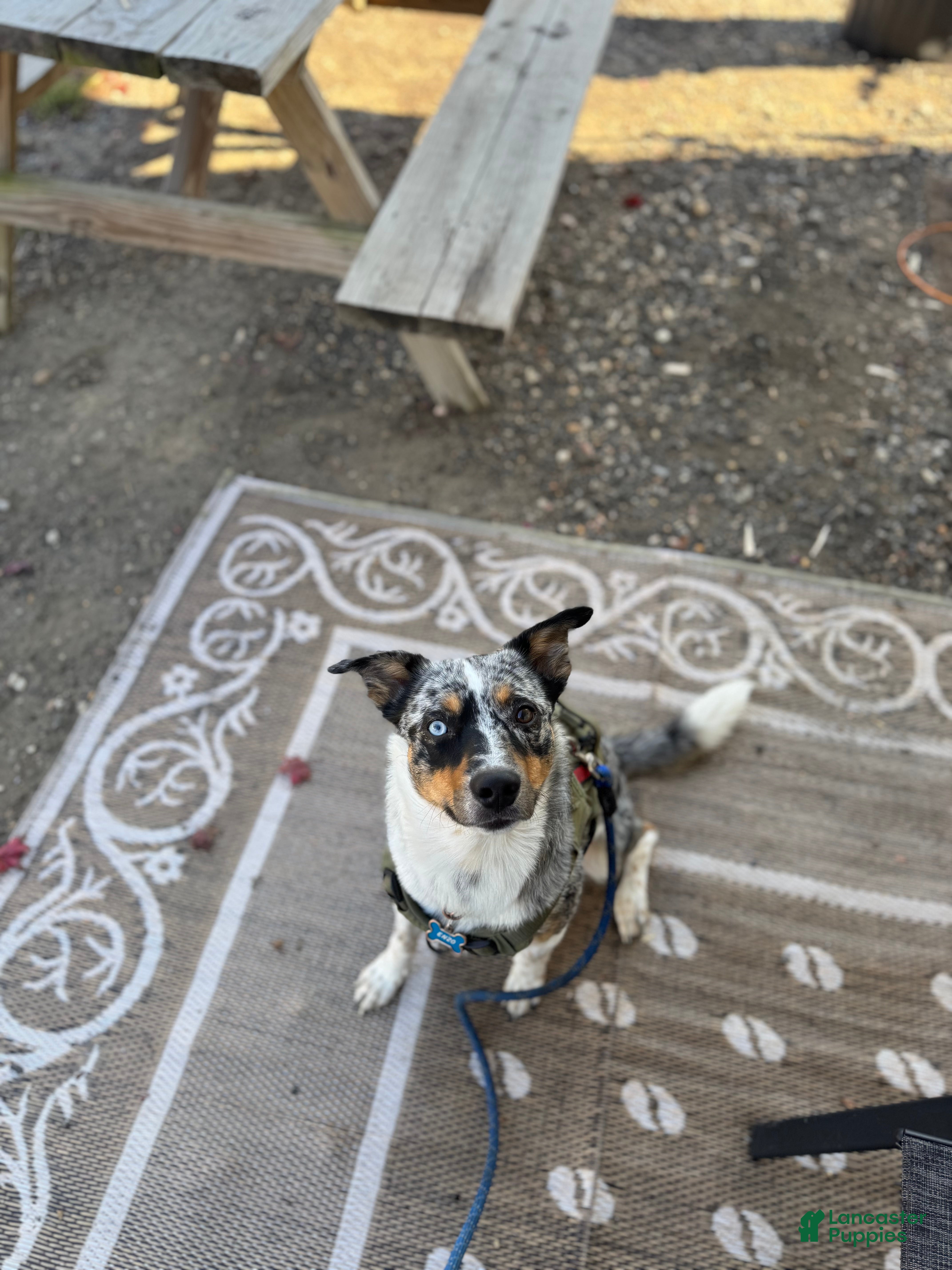 Australian Shepherd dogs  Enzo - Ad 40