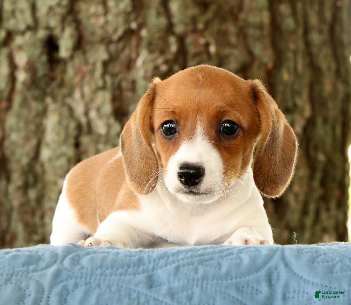 Miniature Dachshund dogs Hal - Ad 2