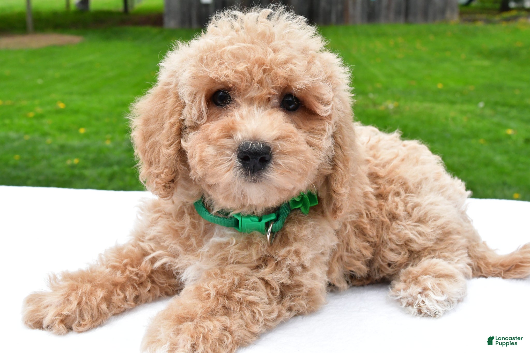 Bichpoo dogs Lizzy - Ad 2