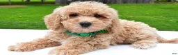 Bichpoo dogs for sale: Lizzy - Ad 2
