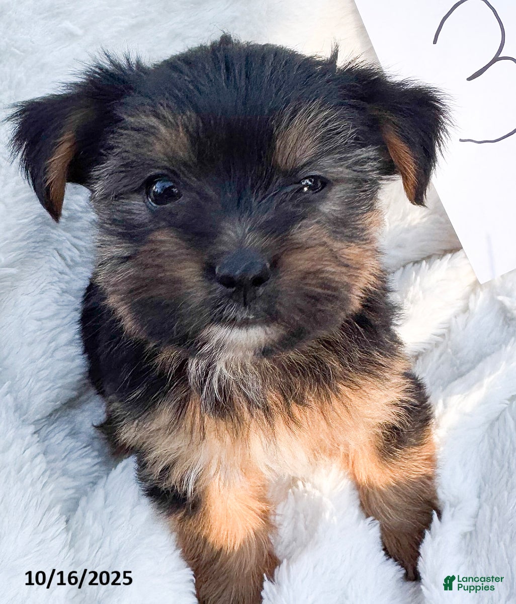 Yorkshire Terrier dogs Bozo - Ad 8