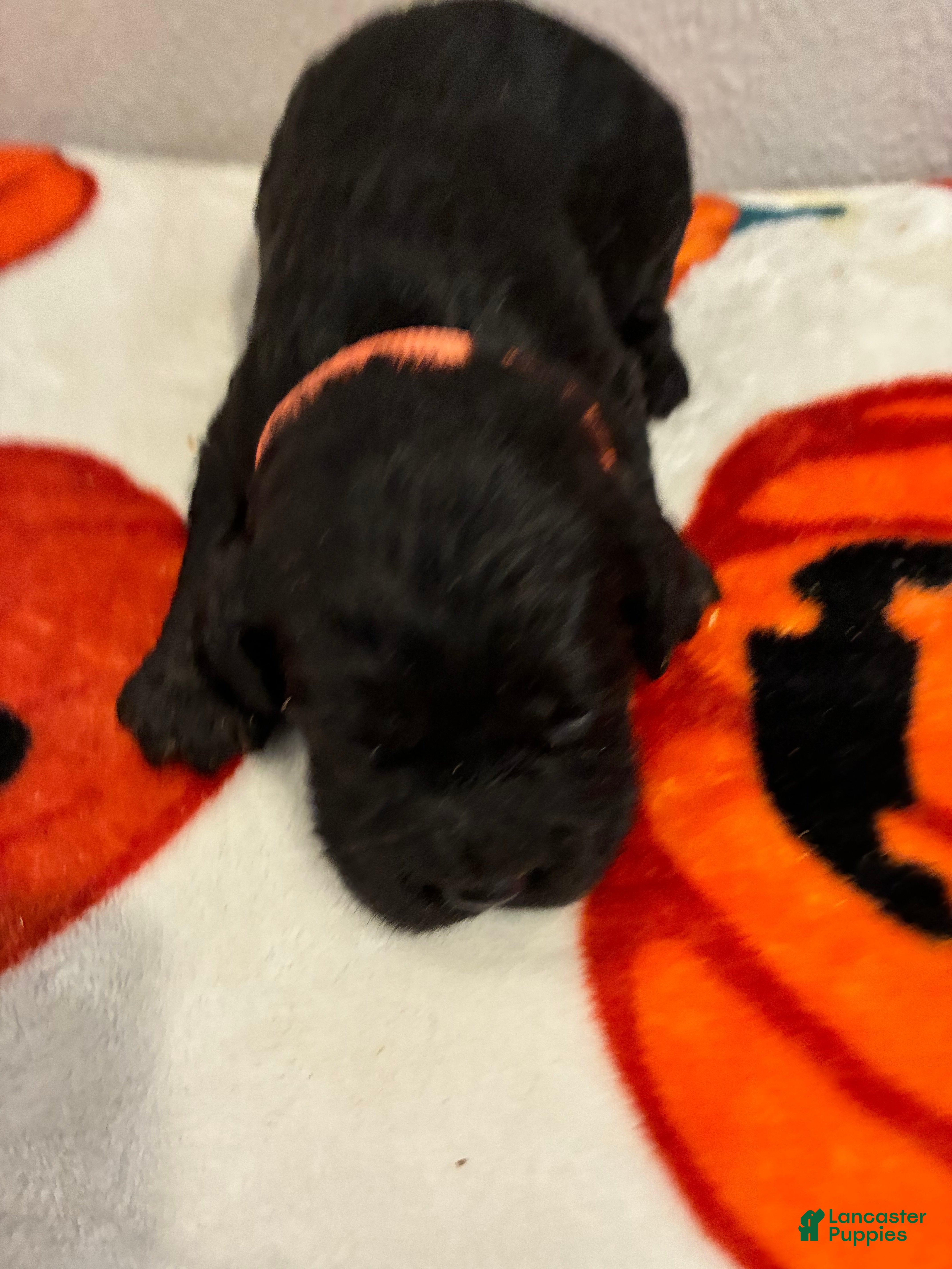 Cockapoo dogs Cockapoo 1 - Ad 1