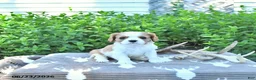 Cavalier King Charles Spaniel dogs for sale: Jasper - Ad 2