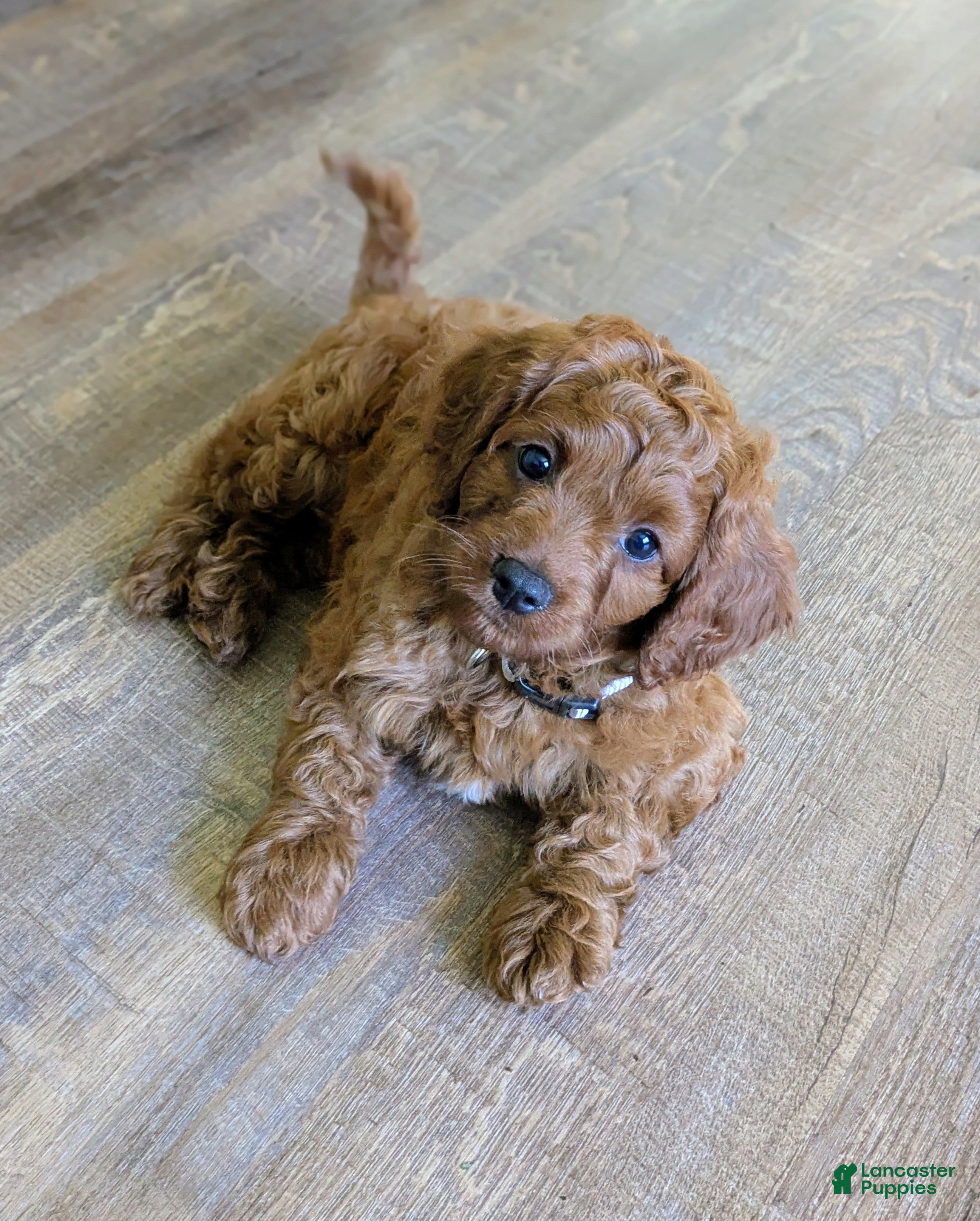 Cavapoo dogs Rusty🩵 - Ad 1