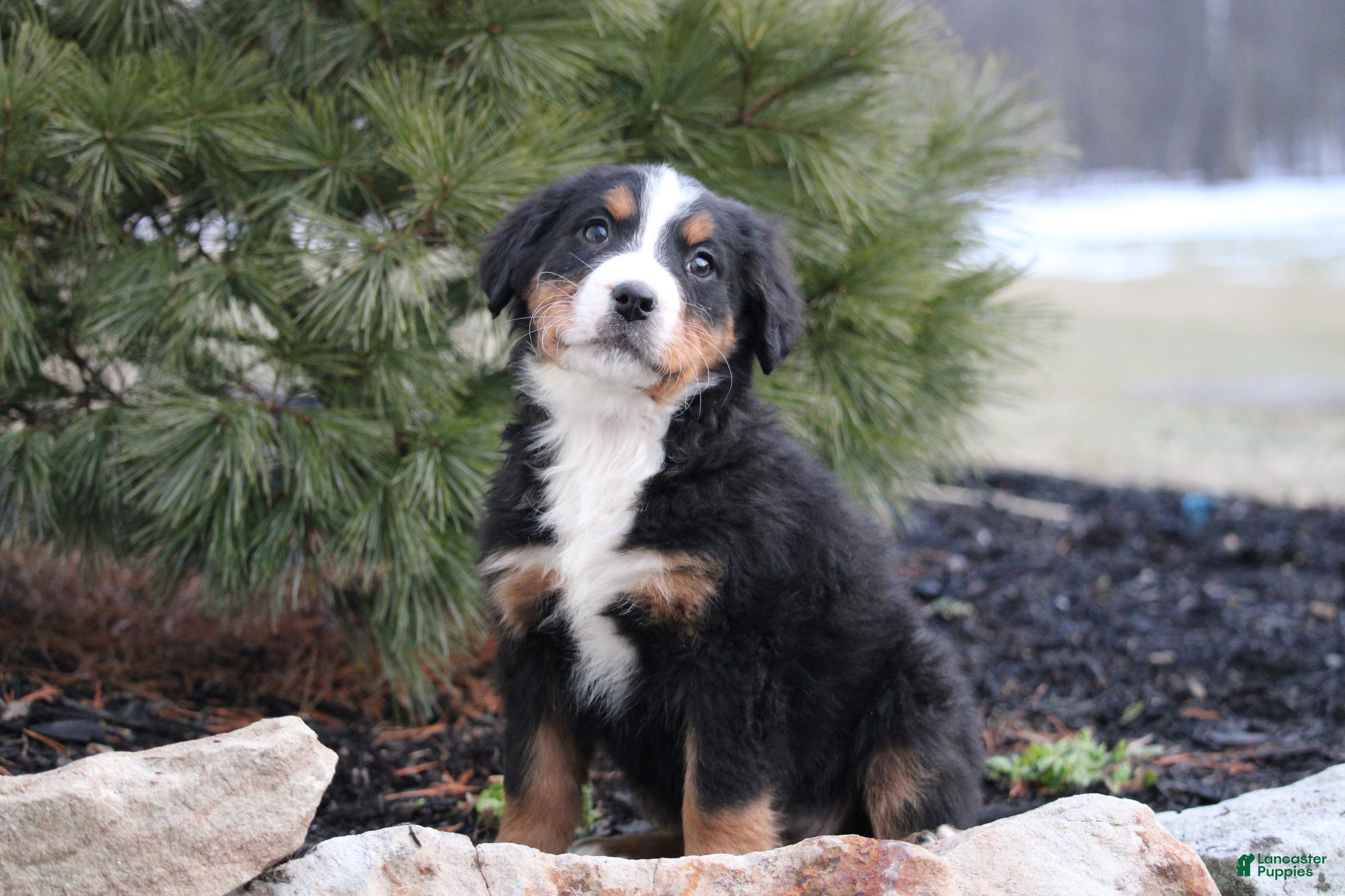 Bernese Mountain Dog dogs Bernese Mountain Dog Puppy 4 - Ad 24