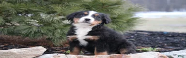 Bernese Mountain Dog Puppy 4