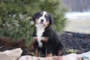 Bernese Mountain Dog Puppy 4