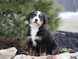 Bernese Mountain Dog dogs Bernese Mountain Dog Puppy 4 - Ad 21