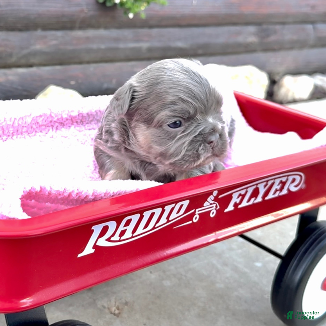 Mini Bernedoodle dogs for sale: Kian “Blue Collar” Male - Ad 17