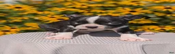 Boston Terrier dogs for sale: Tripp - Ad 5
