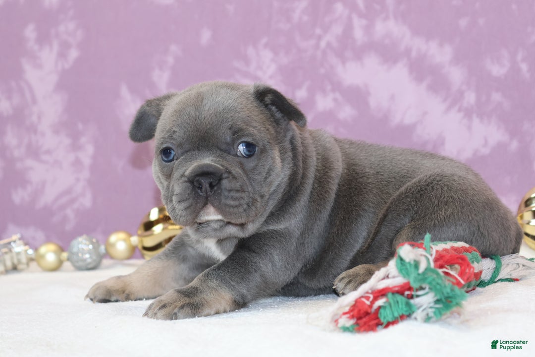 French Bulldog dogs for sale: Astro - Ad 6