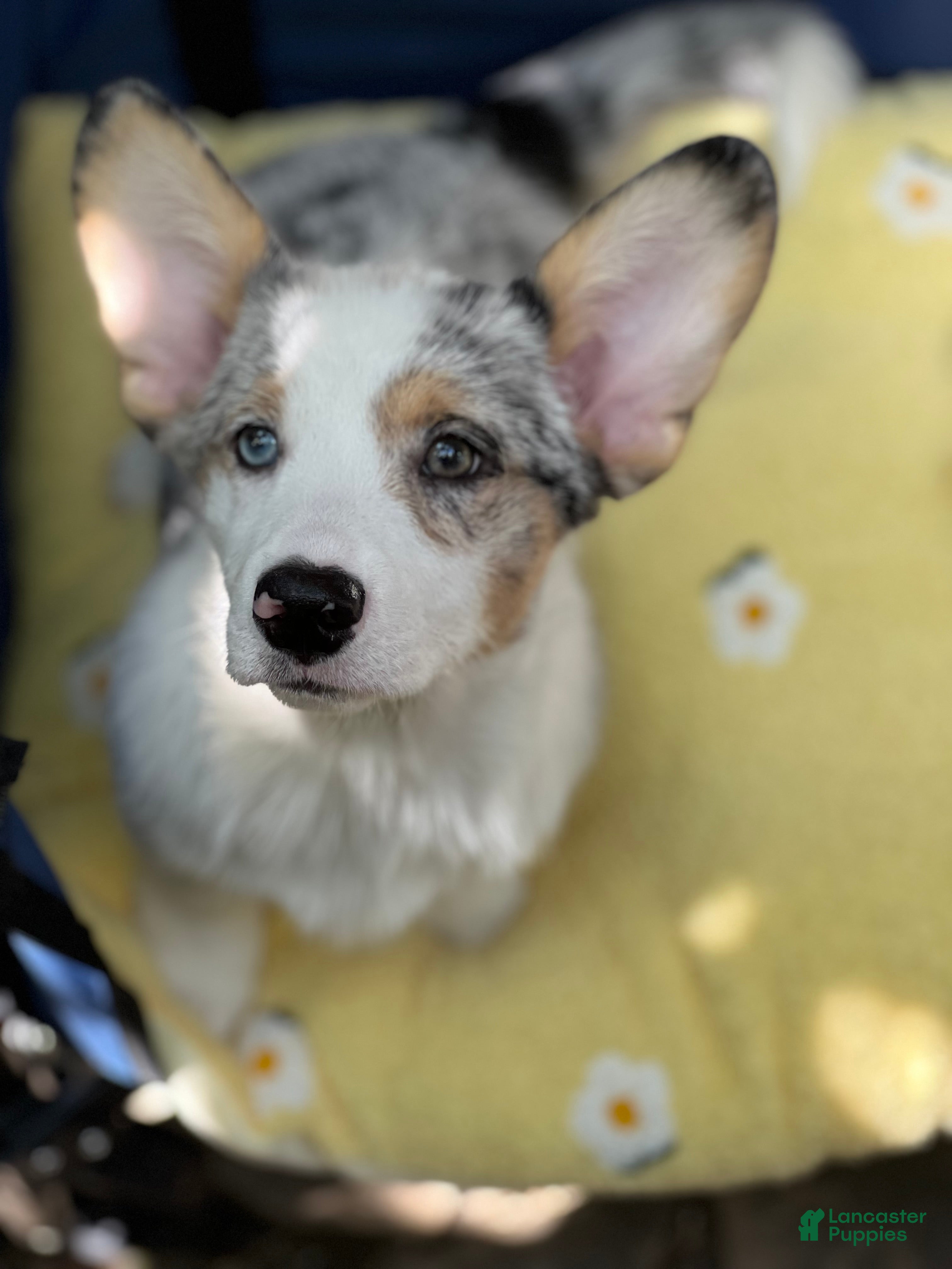 Welsh Corgi Pembroke dogs  Cora (Corazon) merle - Ad 1