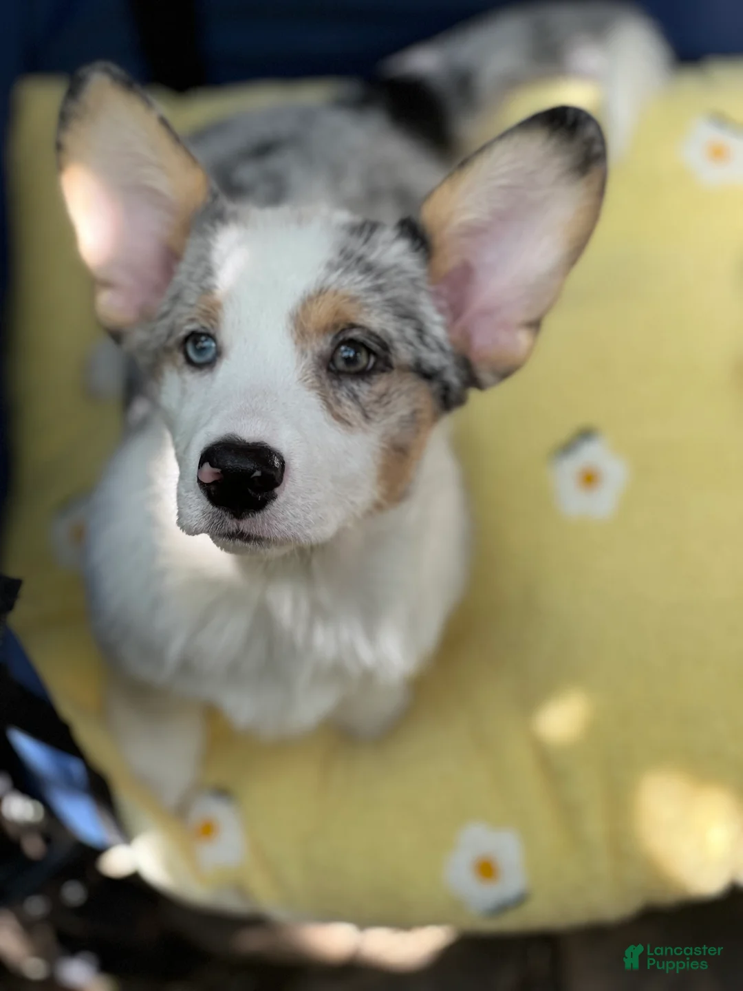 Welsh Corgi Pembroke dogs for sale:  Cora (Corazon) merle - Ad 1
