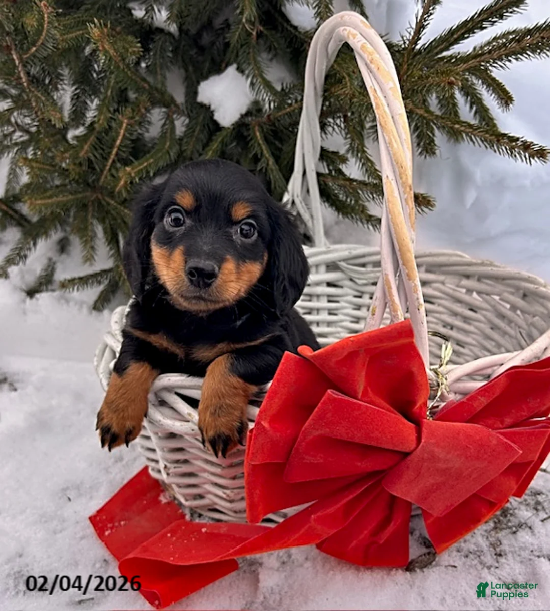 Miniature Dachshund dogs for sale: Mason - Ad 2