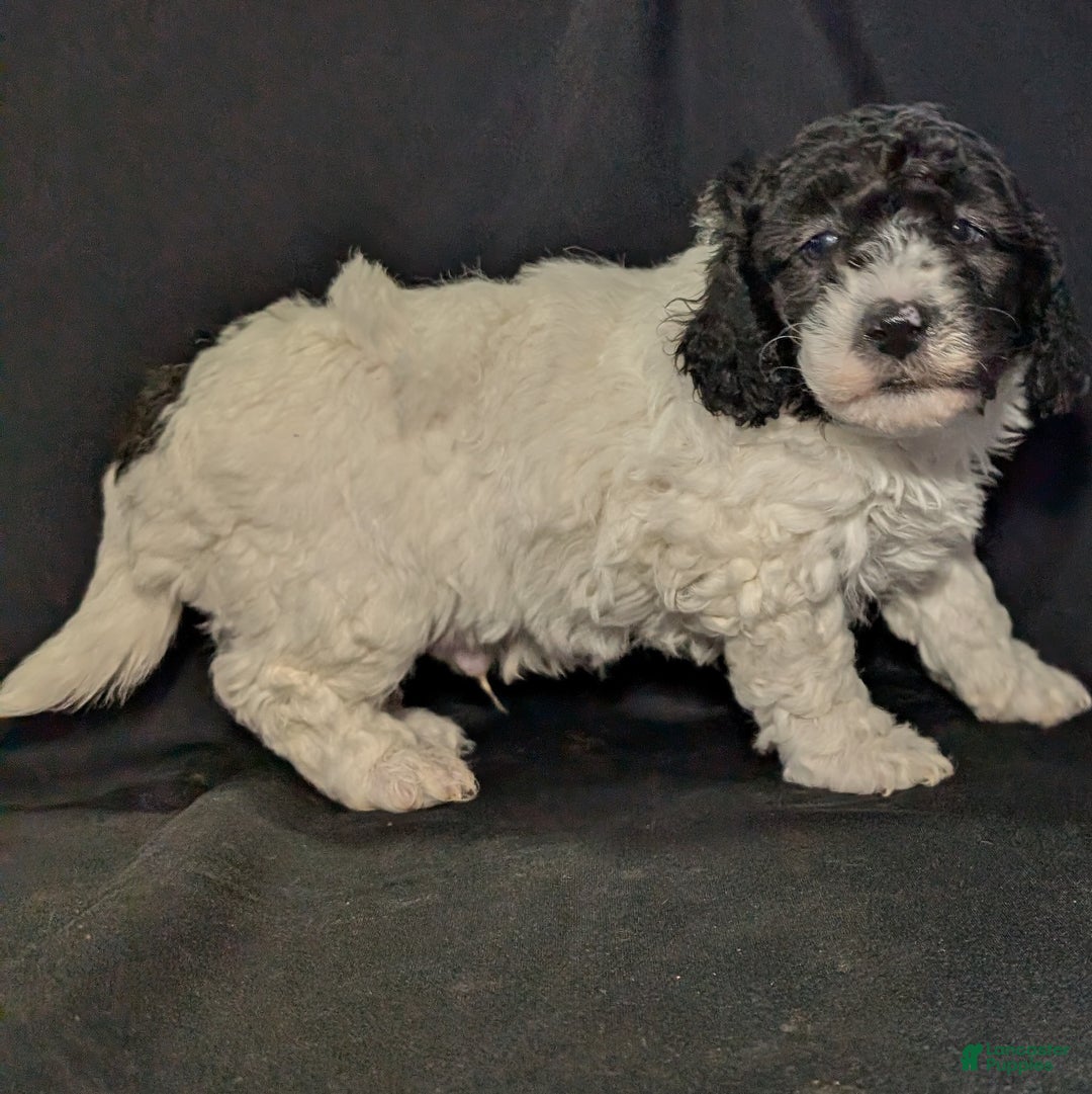 Mixed Breed dogs for sale: Jake - Ad 11