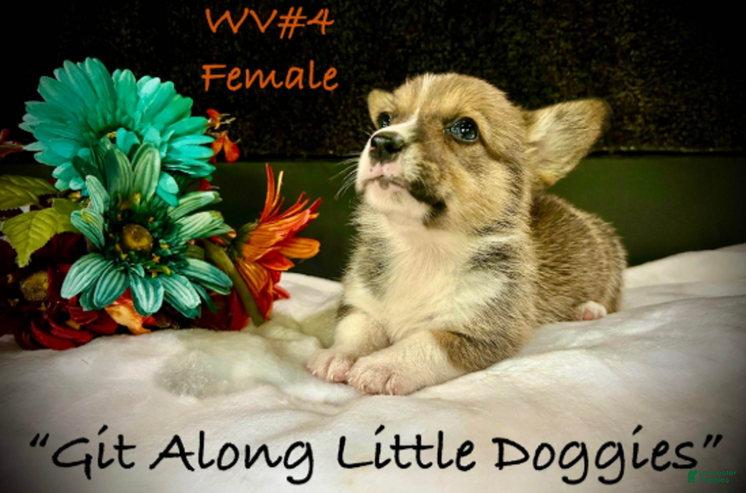 Welsh Corgi Pembroke dogs for sale: WV#4 - Ad 1