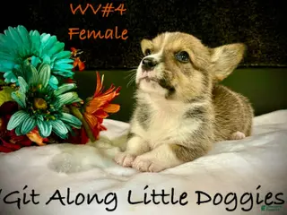 Welsh Corgi Pembroke dogs WV#4 - Ad 11