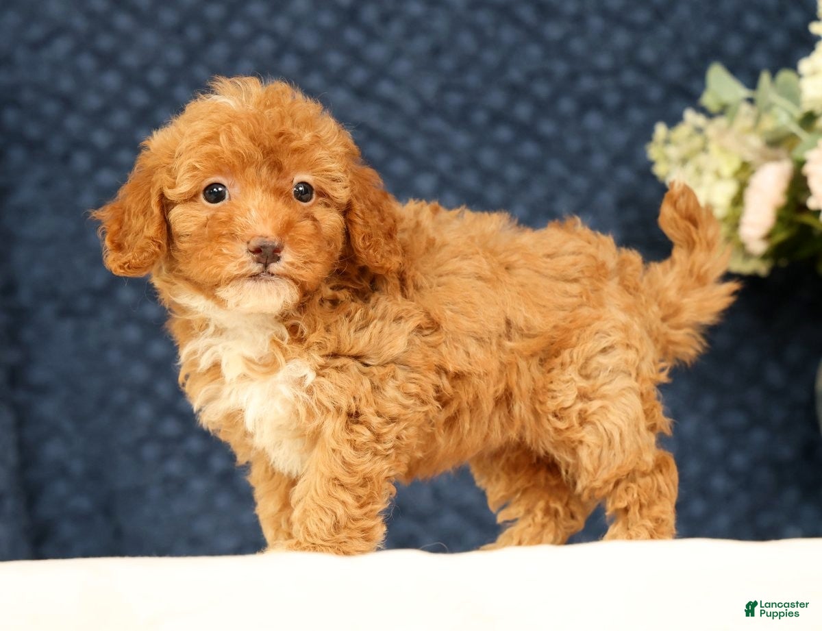 Havapoo dogs Haylee - Ad 1
