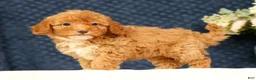 Havapoo dogs for sale: Haylee - Ad 1