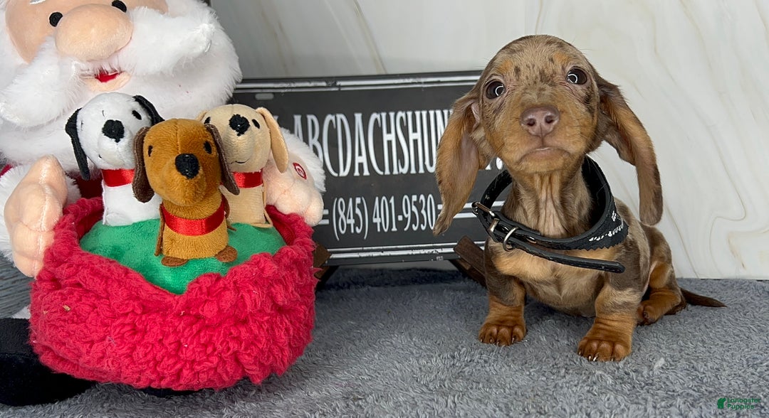 Dachshund dogs for sale: Ch Harriet LH dappleAkc - Ad 32