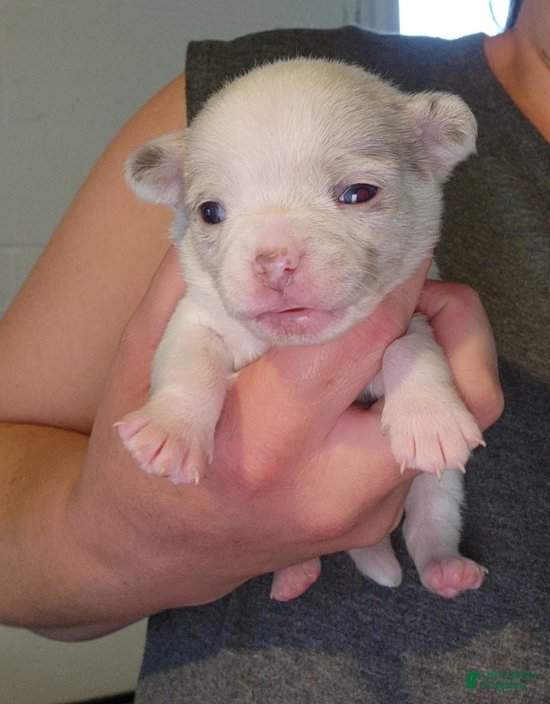 Chihuahua dogs for sale: SPECTRE - Ad 2