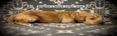 AKC Brigitte's Black Collar Male