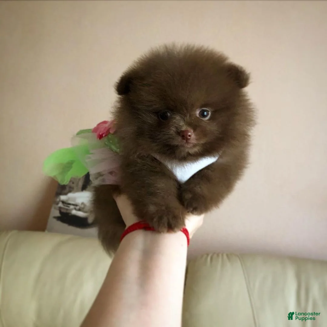 Pomeranian dogs for sale: Pomeranian Puppy 7 - Ad 1