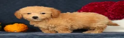 Bichpoo dogs for sale: Olive - Ad 3