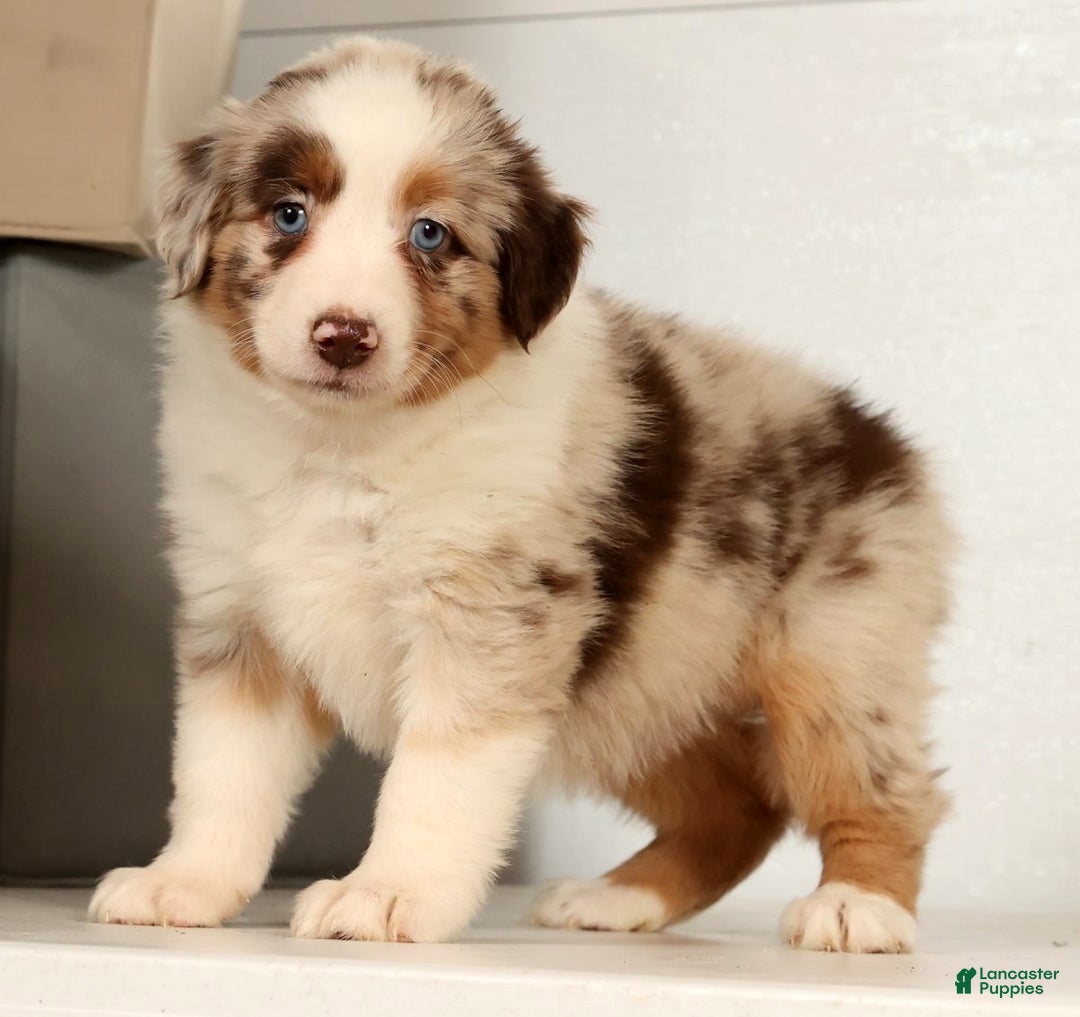 Miniature Australian Shepherd dogs for sale: Daffodil - Ad 8