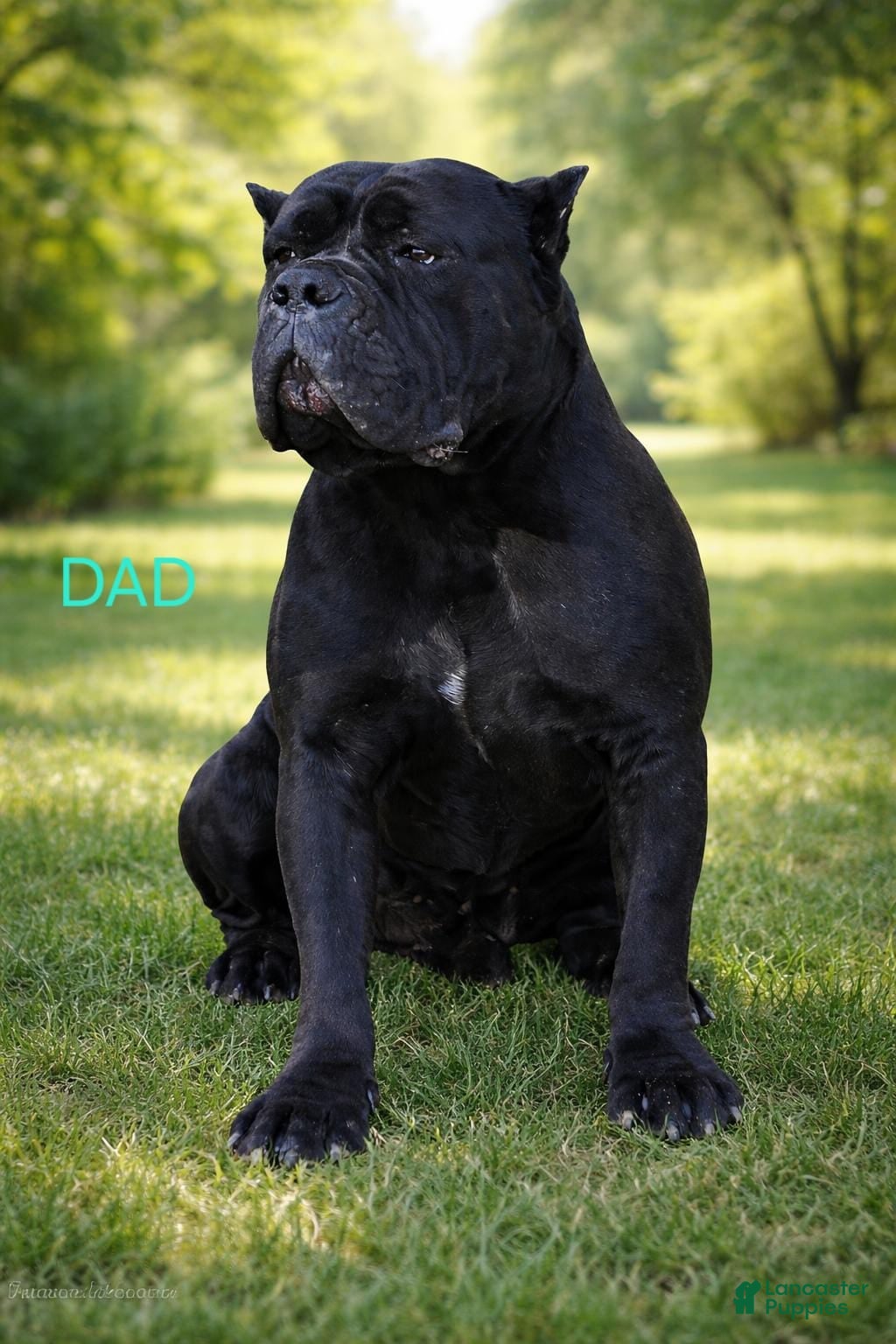 Cane Corso dogs MILO - Ad 2