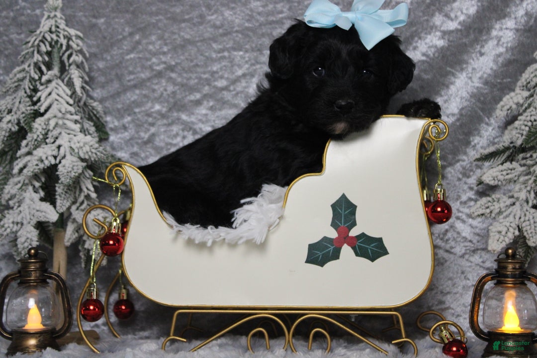 Aussiedoodle dogs for sale: Annika - Ad 1