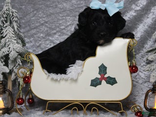Aussiedoodle dogs Annika - Ad 20