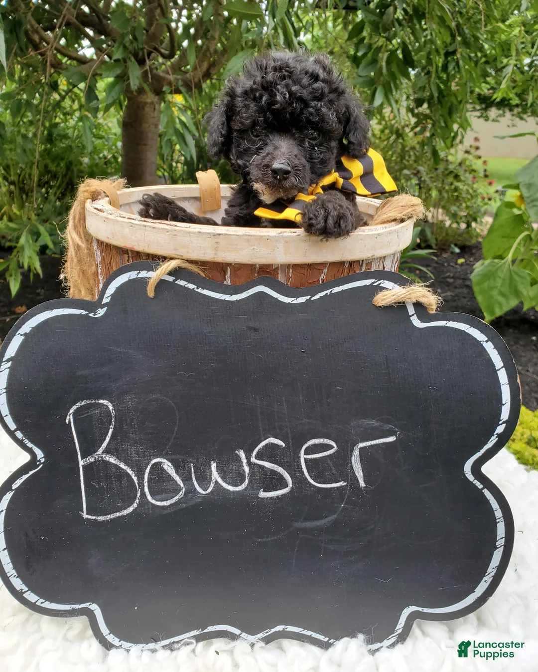 Toy Poodle dogs for sale: Bowser - Ad 6