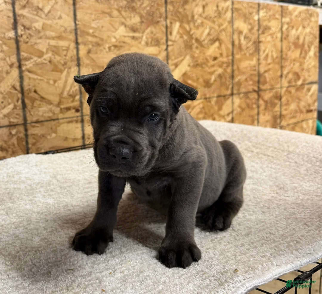 Cane Corso dogs for sale: Cane Corso 2 - Ad 1