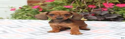 Miniature Dachshund dogs for sale: Digger - Ad 4
