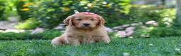Golden Retriever dogs for sale: Sage - Ad 3
