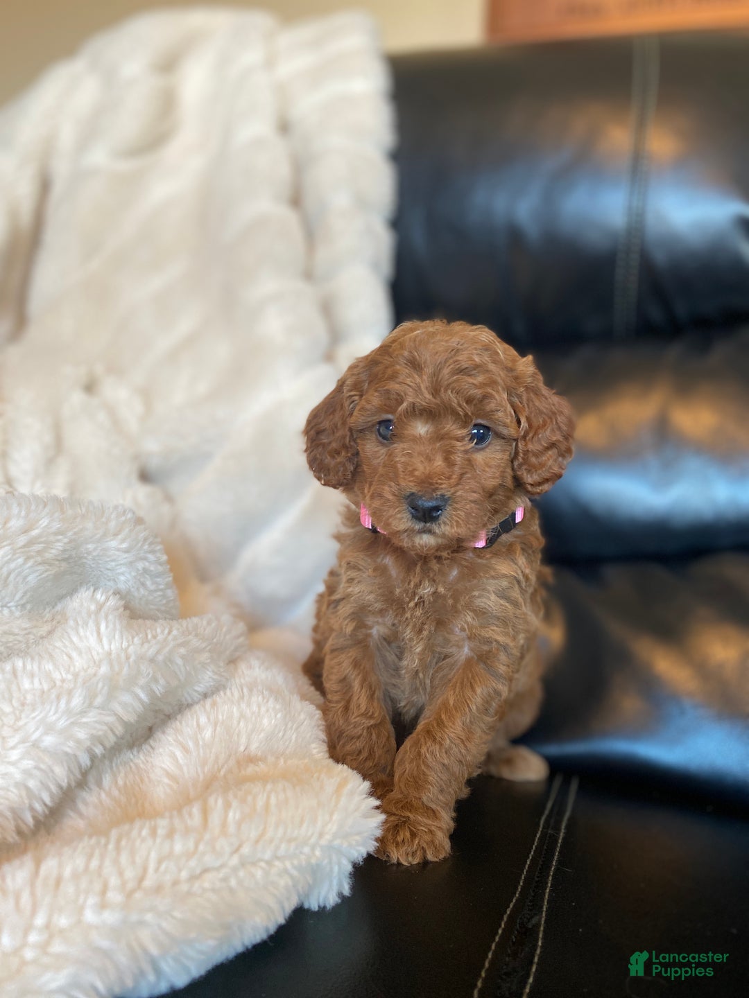 Mixed Breed dogs for sale: Angel  - Ad 2