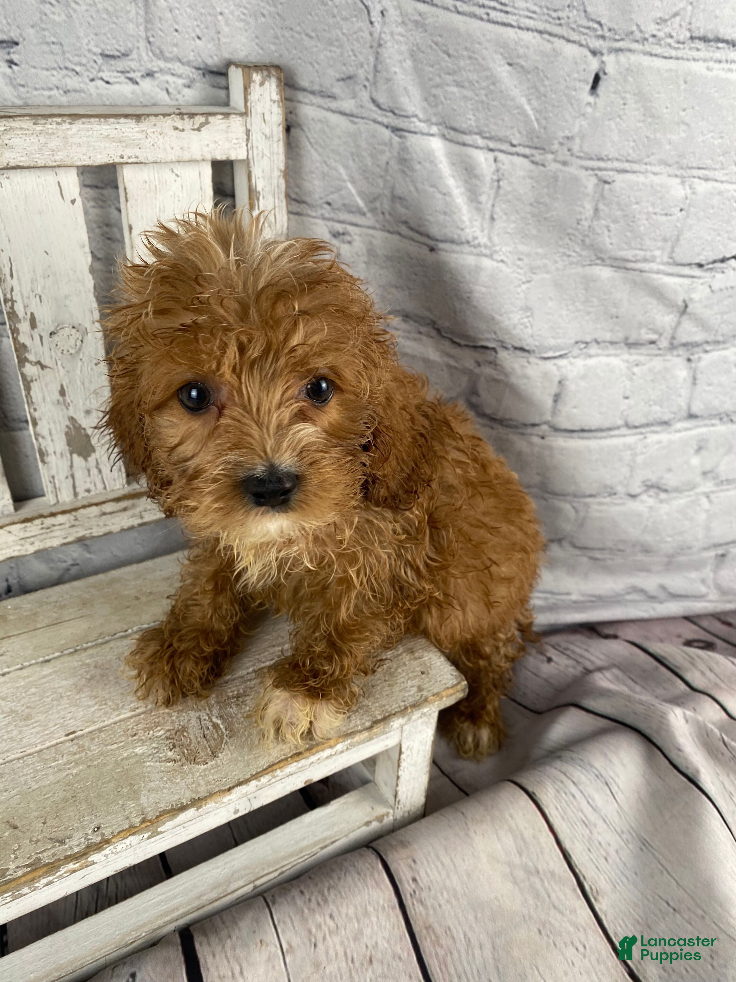 Cockapoo dogs Puck - Ad 2