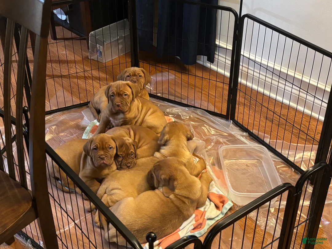 Dogue De Bordeaux dogs for sale: Dogue De Bordeaux Puppy 5 - Ad 17