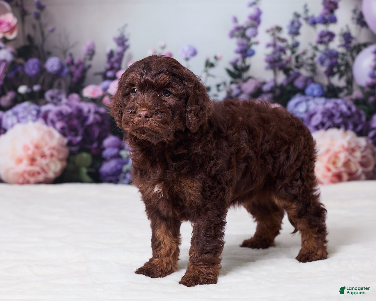 Mini Goldendoodle dogs Cohen - Ad 2