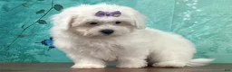 Mixed Breed dogs for sale: Sugar - Ad 3